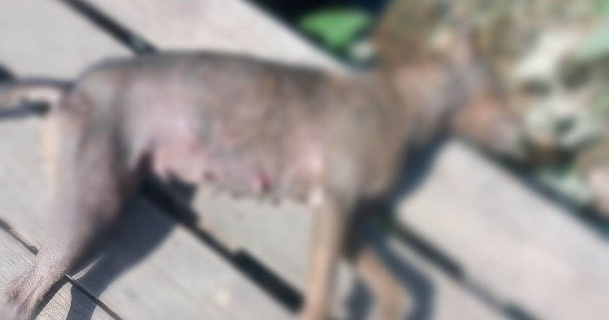 Pelo menos 16 cachorros morreram por envenenamento nesta quarta-feira em Igarapé -Miri.