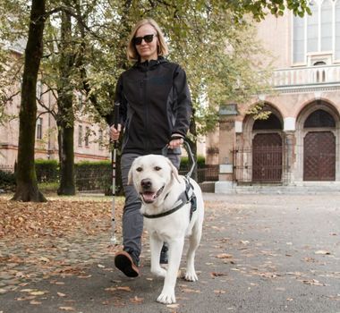 Imagem - 4 dicas essenciais para a autonomia e a saúde do cão-guia