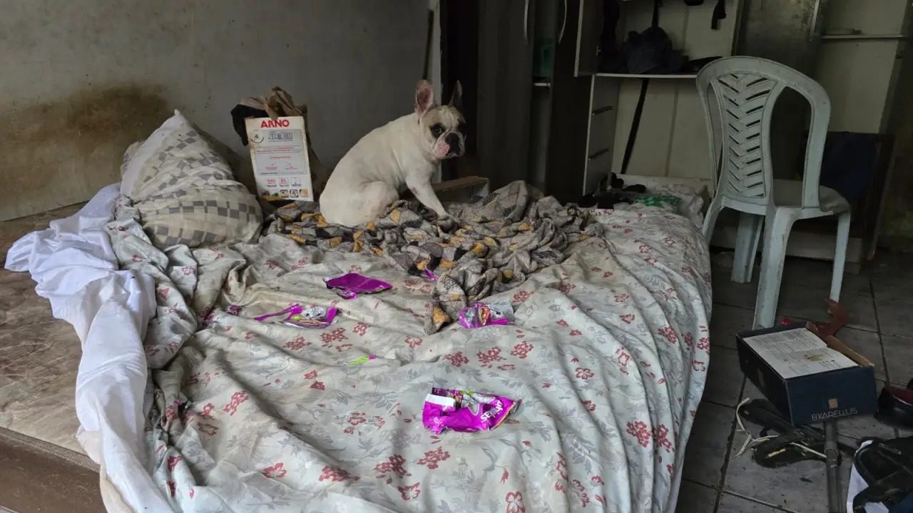 Além dos cadáveres, havia diversos cães vivendo entre fezes e restos de comida estragada.