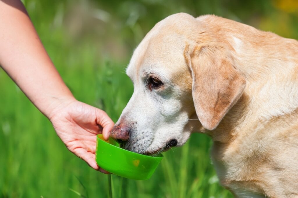 A hidratação é ainda mais importante para os cachorros mais velhos (Imagem: Christian Mueller | Shutterstock)