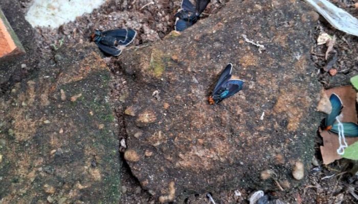 Imagem - Infestação de mariposas suspende aulas em comunidade rural de Portel, no Marajó