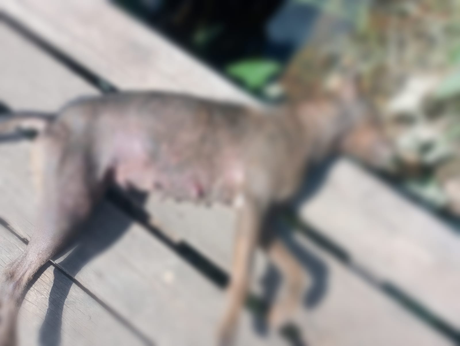 Pelo menos 16 cachorros morreram por envenenamento nesta quarta-feira em Igarapé -Miri.