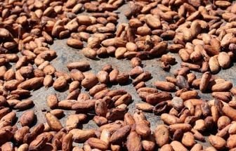 Japoneses transformam cacau de Tomé-Açu, no Pará, em 'joia da Amazônia'
