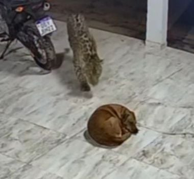 Imagem - Vídeo: dormindo, Cachorro morre por ataque de onça no MT