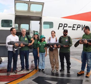Imagem - Semas resgata três filhotes de peixe-boi em Santarém