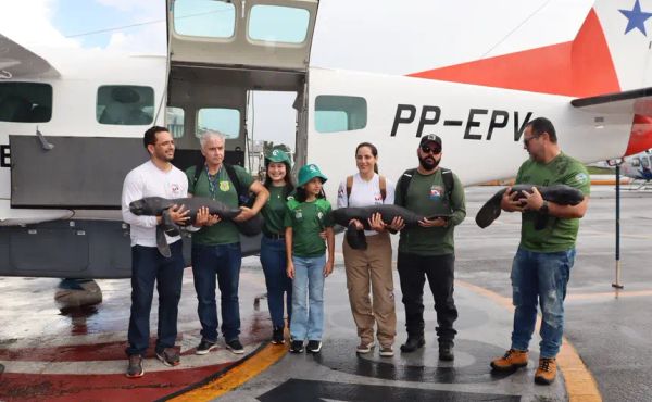 Semas resgata três filhotes de peixe-boi em Santarém