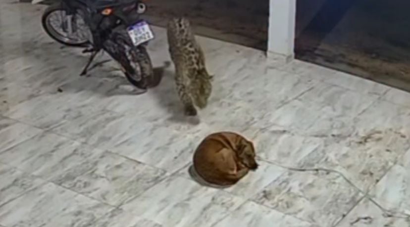 Câmeras de segurança registraram o momento em que o felino circula pelo quintal antes de atacar o animal que dormia tranquilamente