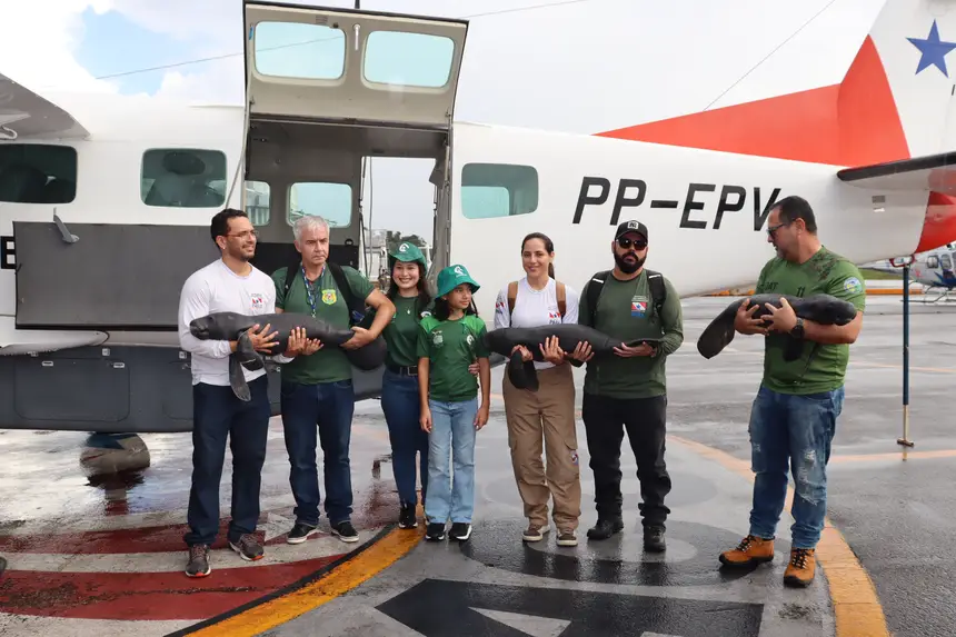 (Os animais foram encaminhados para o Centro de Reabilitação e Triagem de Animais Silvestres da Universidade Federal Rural da Amazônia (CETRAS-UFRA), em Belém.)