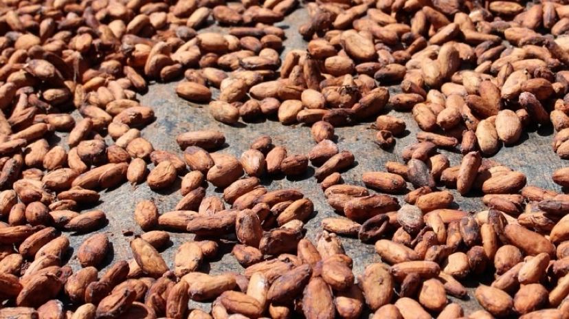Sementes de cacau.