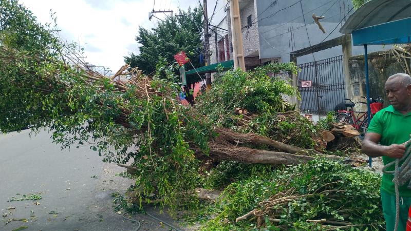 Imagem - Cerca de 90 árvores que apresentavam risco já foram retiradas das ruas