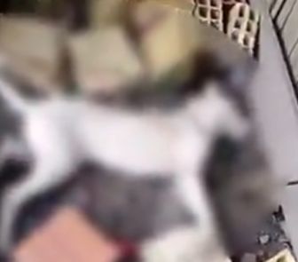 Imagem - Cães aparecem mortos em Tailândia e moradores suspeitam de envenenamento