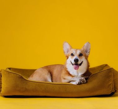Imagem - 7 tipos de camas para cachorro 