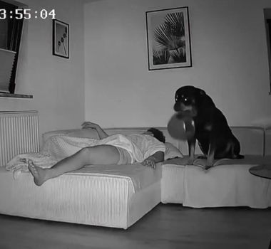 Imagem - Cachorro acorda dono no meio da noite com pote de ração e viraliza; assista