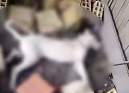 Imagem - Cães aparecem mortos em Tailândia e moradores suspeitam de envenenamento