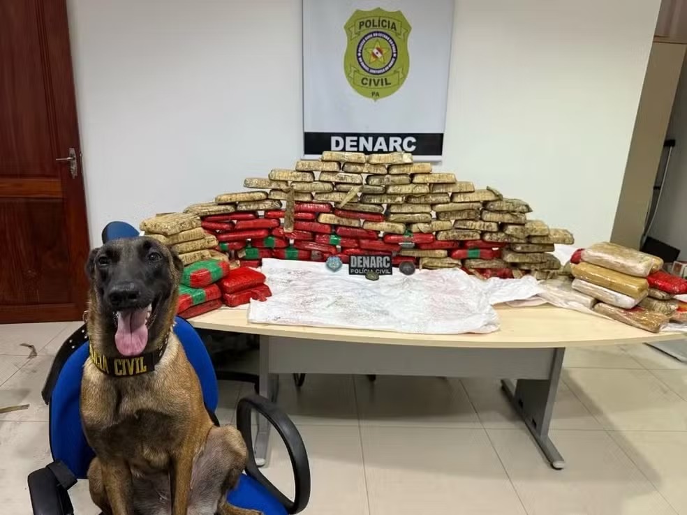 Uma cadela da PC encontrou, aproximadamente, 180 quilos de drogas, em Cametá, no Pará.