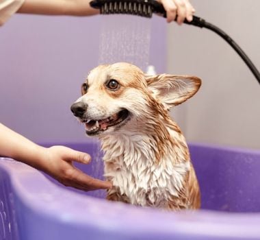 Imagem - 8 sinais que indicam que o cachorro precisa de banho 