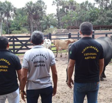 Imagem - Adepará inicia campanha de atualização de cadastro de animais no Estado