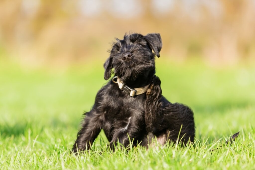 A coceira pode ser sinal de sujeira acumulada, causando incômodo no cachorro (Imagem: Christian Mueller | Shutterstock)