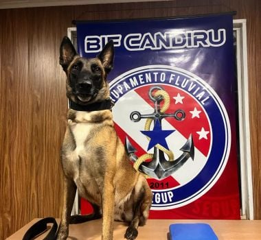 Imagem - Cadela da PM do Pará ajuda na apreensão de mais de duas toneladas de drogas