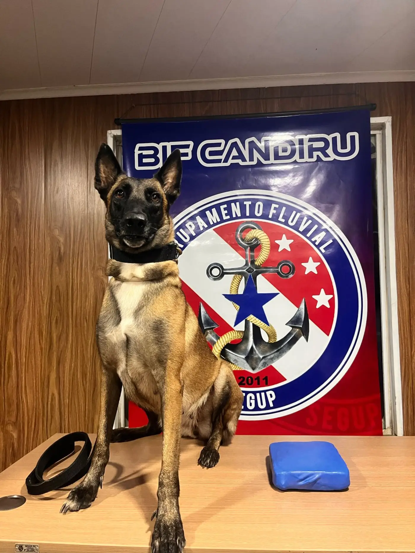 Ísis,  cadela da raça Pastor Belga Malinois, de quatro anos, que integra o 1º Canil Setorial do 2º Batalhão de Missões Especiais da PMPA. 