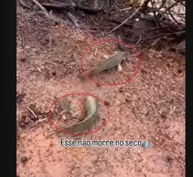 Imagem - Vídeo: homem filma peixes atravessando estrada de chão para chegar até lago