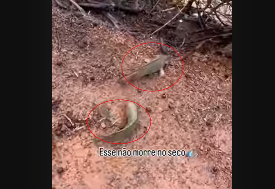 Peixes atravessando estrada de chão para chegar até lago. 