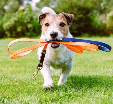 Imagem - 9 motivos para manter o cão na coleira e guia em passeios 