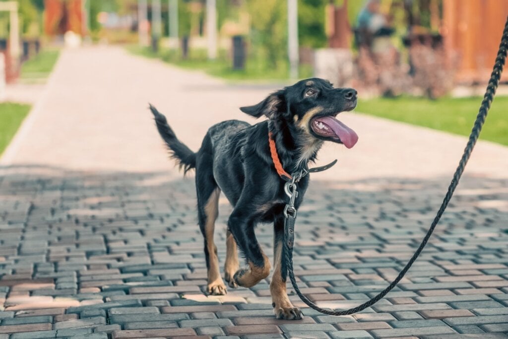 A coleira e a guia evitam que o cachorro coma o que encontrar durante o passeio (Imagem: ChocoPie | Shutterstock) 
