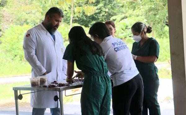 Polícia Científica realiza perícia em animais supostamente envenenados em Igarapé-Miri