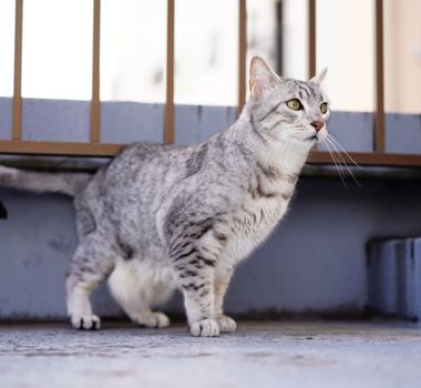 Imagem - 4 características do gato da raça mau egípcio 