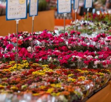Imagem - Em Belém, buquê de flores chega a custar R$ 255 no dia das mães, aponta Dieese