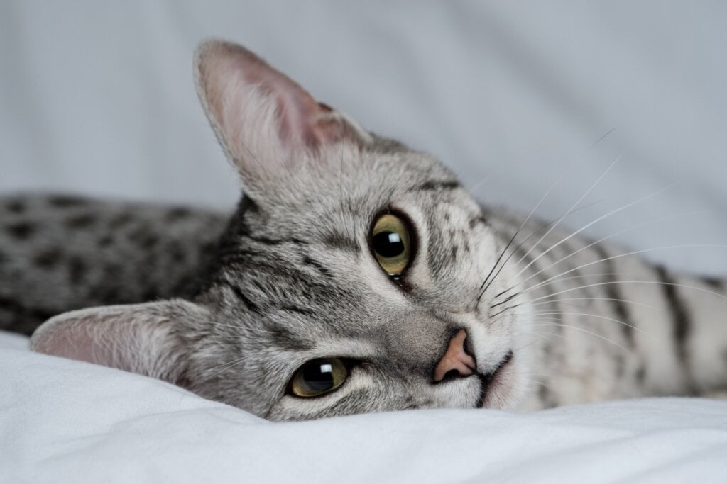A manutenção de cuidados preventivos são fundamentais para garantir uma vida longa e saudável ao gato mau egípcio (Imagem: Darren Miles | Shutterstock) 