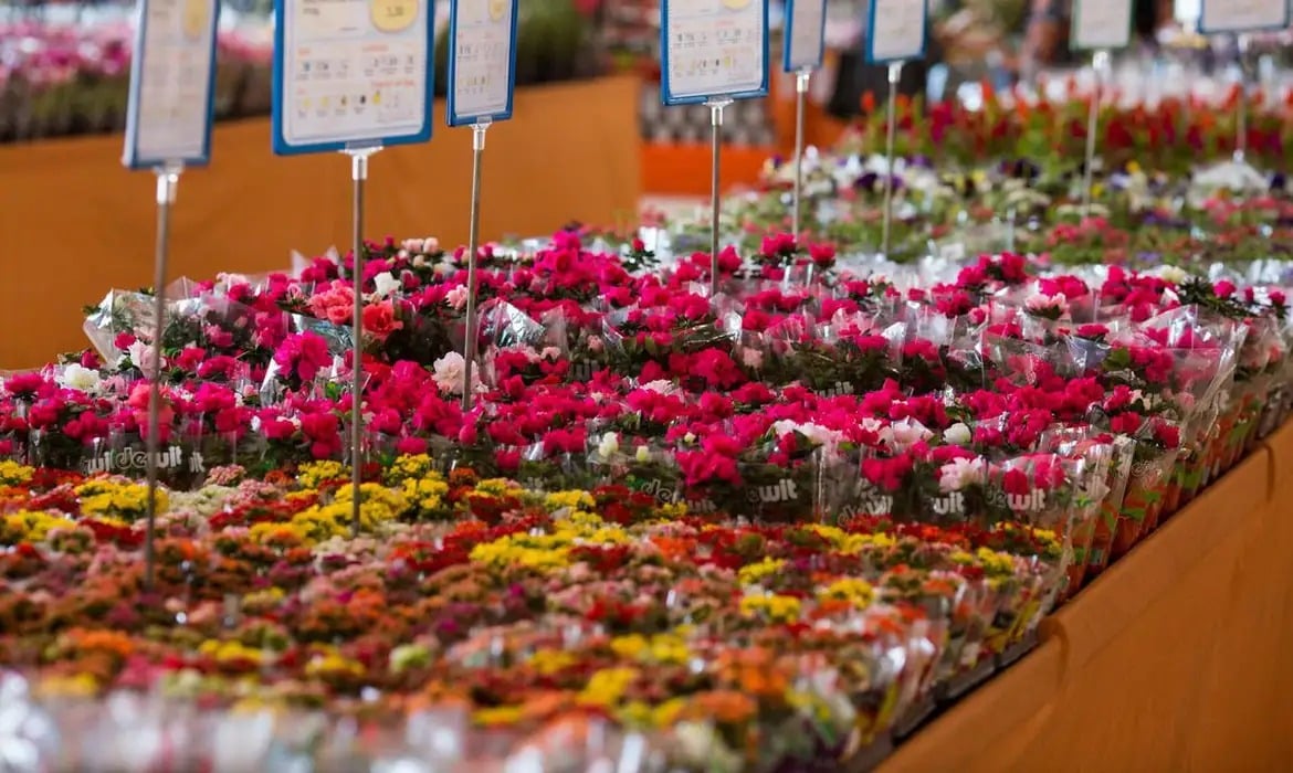 No dia das mães de 2024, os mesmos buquês eram comercializados em média a R$ 221,00 nas principais floriculturas de Belém.