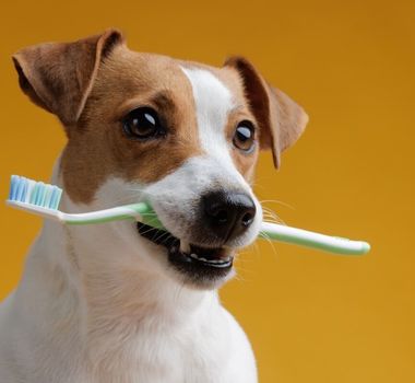 Imagem - Veja como cuidar da saúde bucal do seu animal de estimação