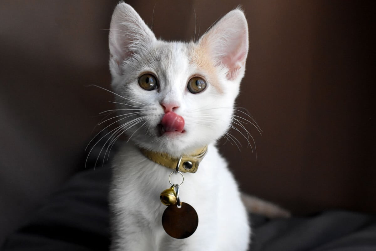 Ferramentas para localizar pets perdidos oferecem mais segurança para os animais e tutores (Imagem: MW47 | Shutterstock)