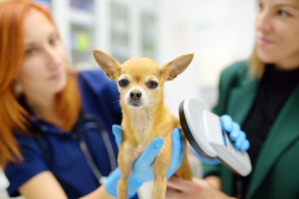O microchip contém um número único de identificação, sendo implantado sob a pele do animal (Imagem: Maria Sbytova | Shutterstock)