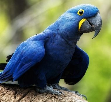 Imagem - 10 curiosidades incríveis sobre a arara-azul