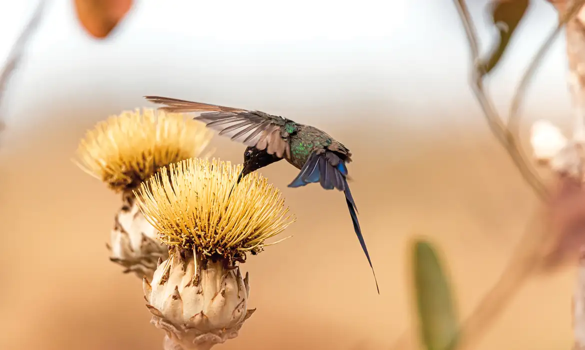 Imagem - Ministros do Turismo do Brics aprovam Declaração do Cerrado