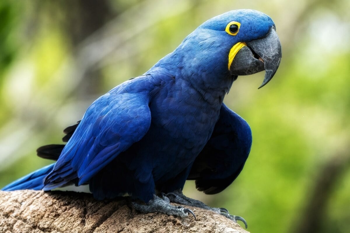 A arara-azul é originária principalmente do Pantanal, Cerrado e algumas regiões da Amazônia (Imagem: Purple_Graphics | Shutterstock)