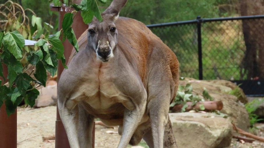 Imagem - Homem morre espancado por canguru ao tentar brincar com o animal
