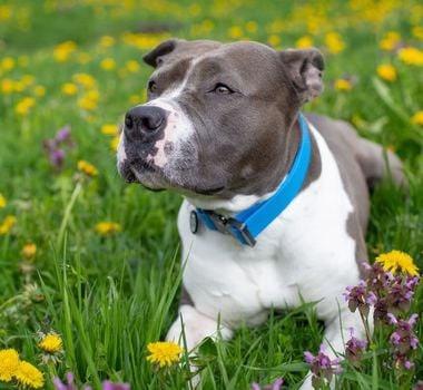 Imagem - 4 características do cachorro da raça staffordshire bull terrier 