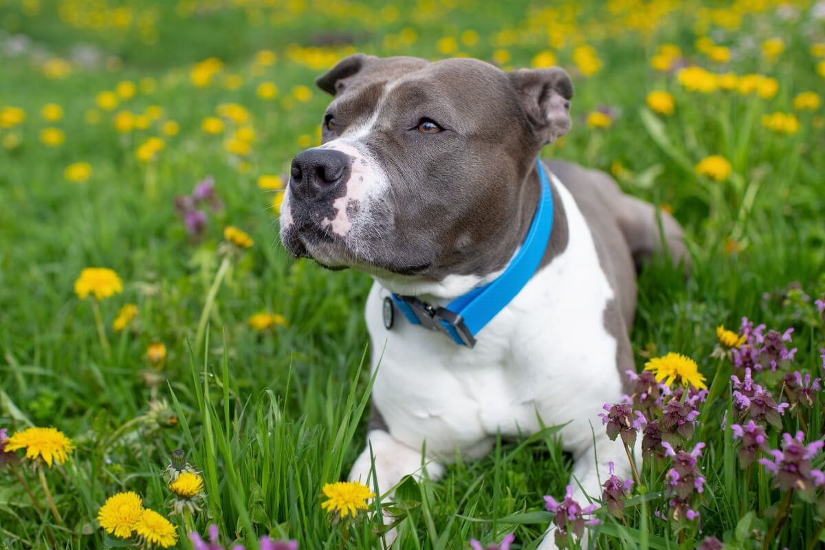 O staffordshire bull terrier tem um temperamento dócil e é muito apegado à família (Imagem: Shtanko Oksana | Shutterstock) 