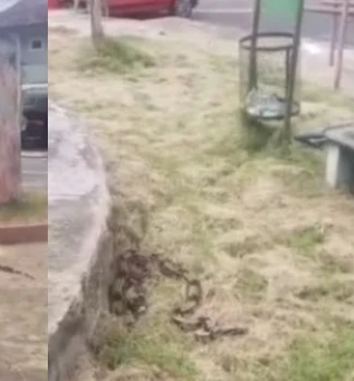Imagem - Vídeo: moradores encontram cobra 'imensa' em praça no bairro Curió-Utinga, em Belém