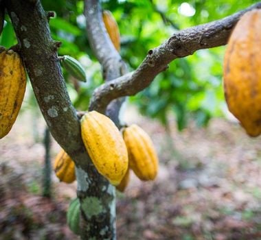 Imagem - Pará sediará evento com foco no cacau sustentável da Amazônia