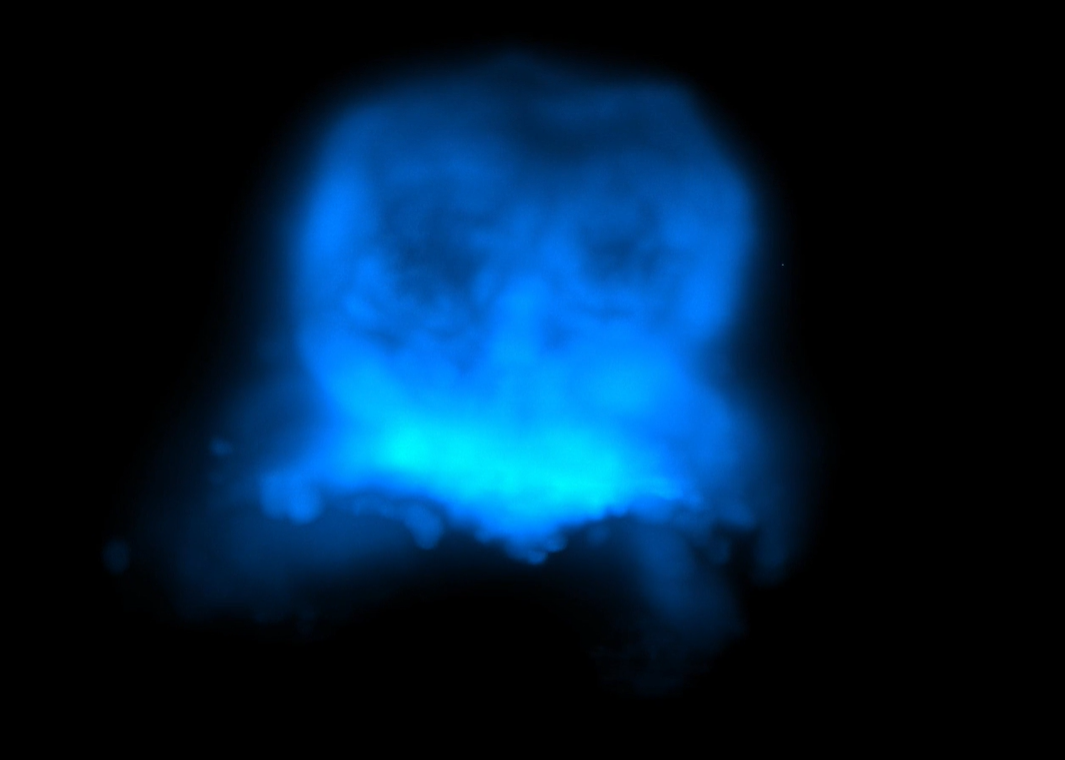 Imagem - Vídeo: cientistas registram pela primeira vez formação do coração
