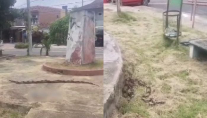 Imagem - Vídeo: moradores encontram cobra 'imensa' em praça no bairro Curió-Utinga, em Belém