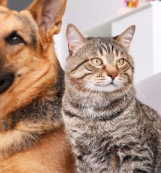 Imagem - Belém recebe campanha de adoção pet neste sábado (17)