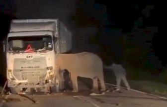 Mãe elefante permanece por mais de 5 horas tentando salvar seu bebê atropelado