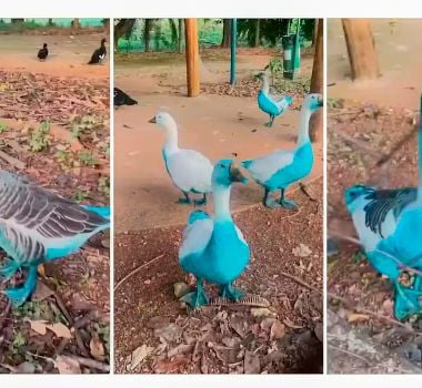 Imagem - Vazamento de corante tinge aves em parque no interior de SP
