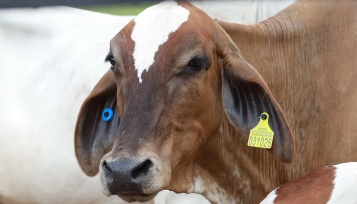 Imagem - Adepará inicia a campanha de atualização de cadastro de animais em Rio Maria